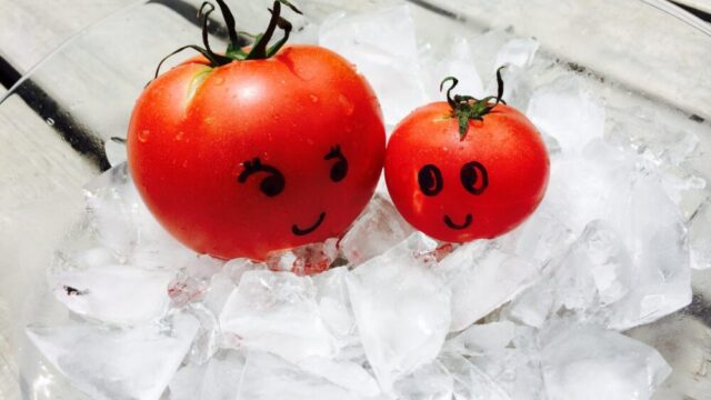 とれたてのトマトの写真