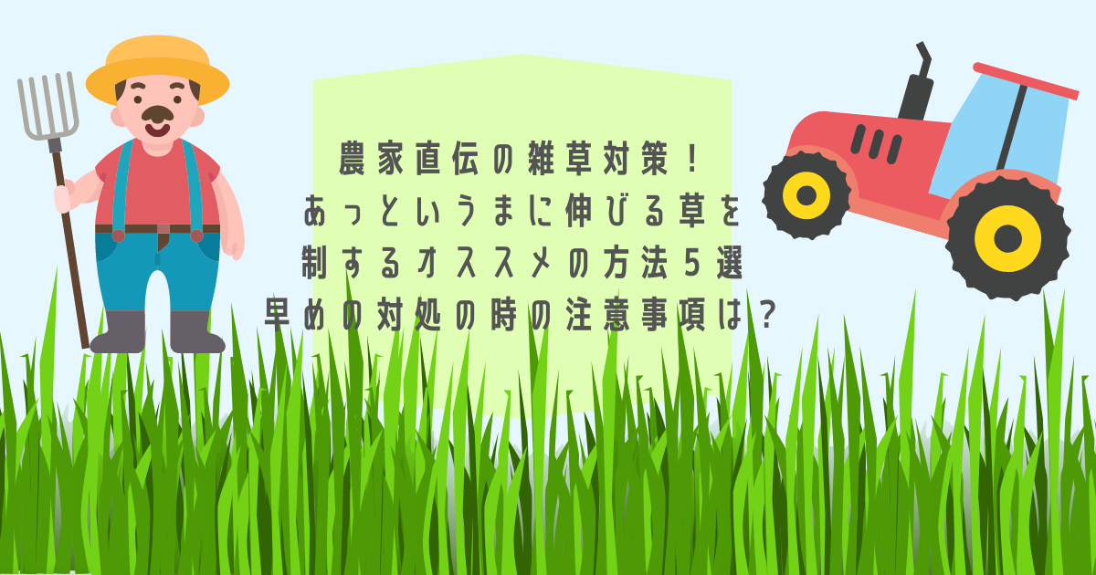 農家直伝の雑草対策 あっというまに伸びる草を制するオススメの方法５選 早めの対処の時の注意事項は ハミングコアラ