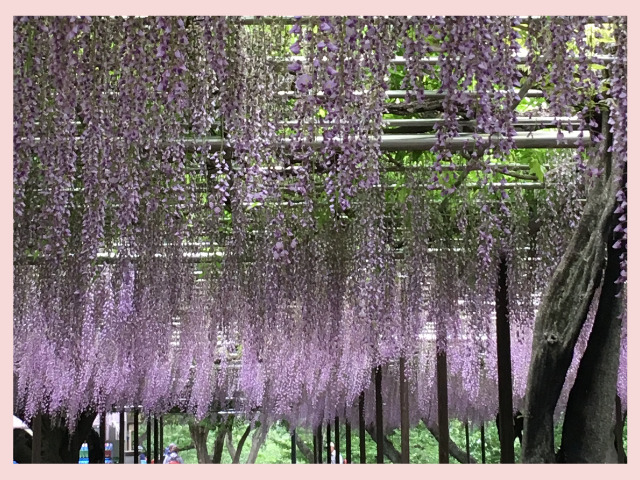岡崎公園の藤の花の写真
